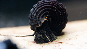Tylomelania towutensis - Turmdeckelschnecke - Towuti black/yellow - GarnelenTv-Shop

Turmdeckelschnecke mit schwarz-gelbem Muster auf Pflanzen
