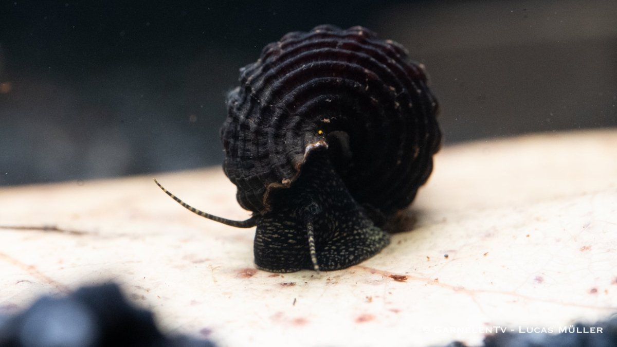 Tylomelania towutensis - Turmdeckelschnecke - Towuti black/yellow - GarnelenTv-Shop

Markante Towuti black/yellow Schnecke in Aquarienhaltung
