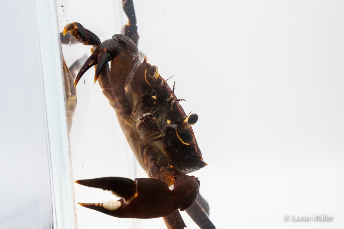 Violette Matanokrabbe - Syntripsa matanensis - GarnelenTv-Shop

Violette Matanokrabbe Syntripsa matanensis im Aquarium

