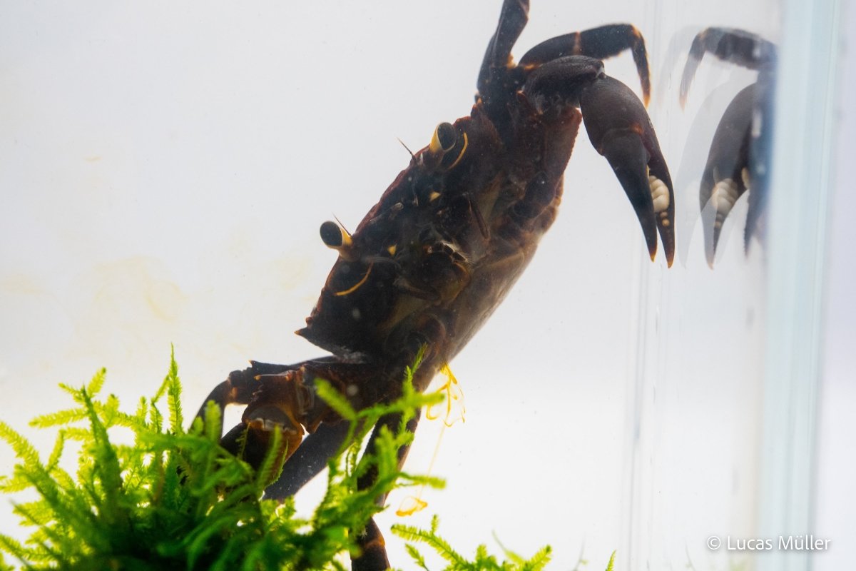 Violette Matanokrabbe - Syntripsa matanensis - GarnelenTv-Shop

Violette Matanokrabbe Syntripsa matanensis im Aquarium

