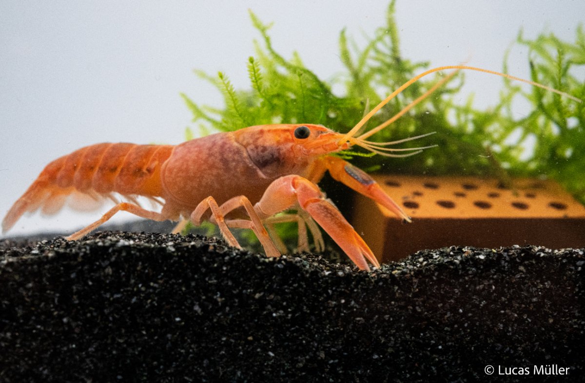 Volcano Yabby - Cherax destructor var. 'Volcano' - GarnelenTv-Shop