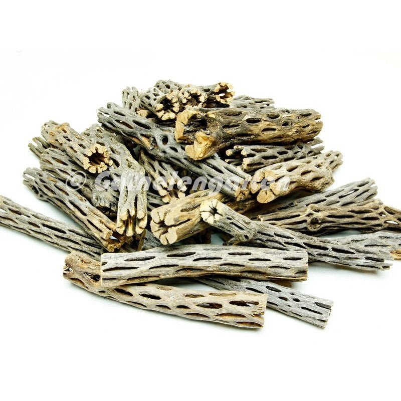 Vuka Holz - Cholla Wood Natur - GarnelenTv-Shop

Vuka Holz Cholla Wood für Aquarium und Terrarium naturbelassen

