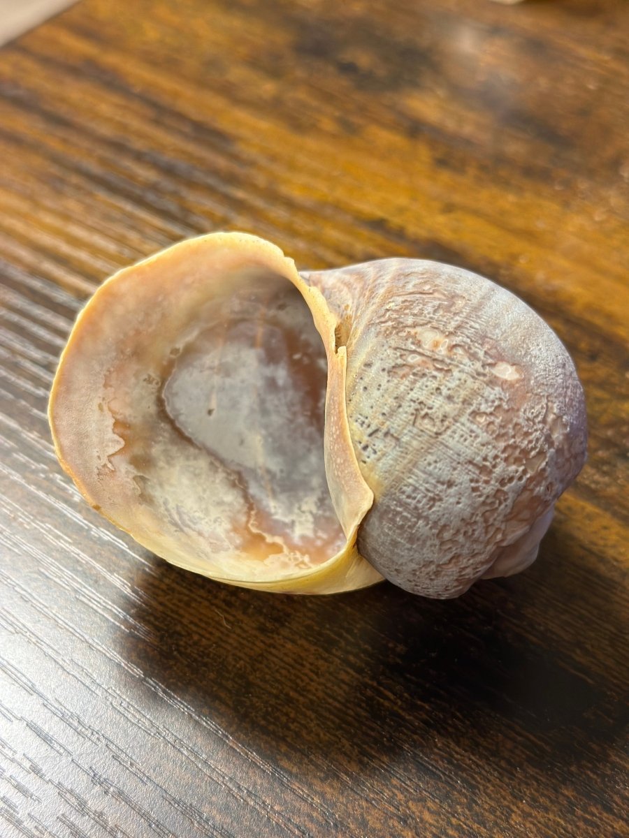 Weinbergschnecke natur groß ca. 4-6cm - GarnelenTv-Shop

Weinbergschnecke Natur Groß – 4-6cm Schneckenhaus für Dekoration

