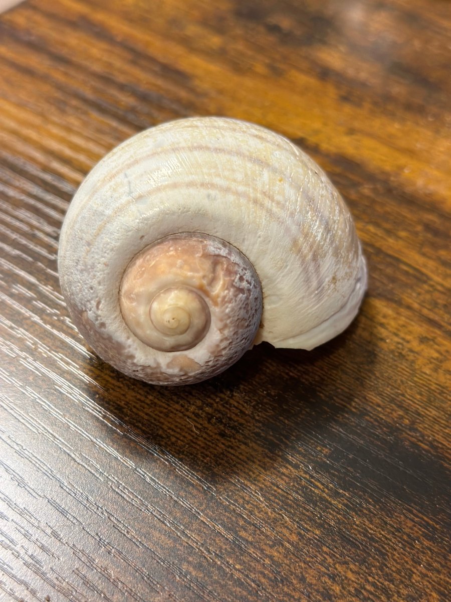 Weinbergschnecke natur groß ca. 4-6cm - GarnelenTv-Shop

Weinbergschnecke Natur Groß – 4-6cm Schneckenhaus für Dekoration

