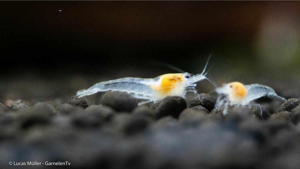 Neocaridina palmata "White" Garnelen im Aquarium