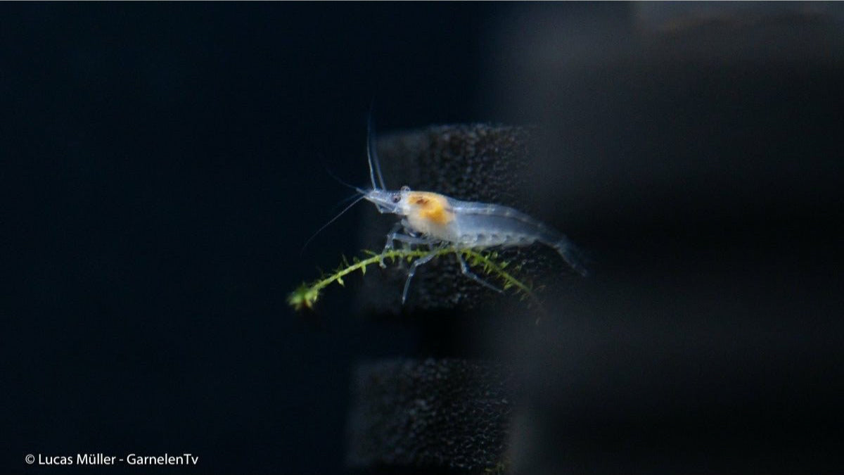 White Pearl Garnele auf Aquariendekoration