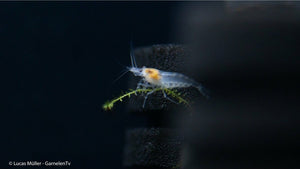 White Pearl Garnele auf Aquariendekoration
