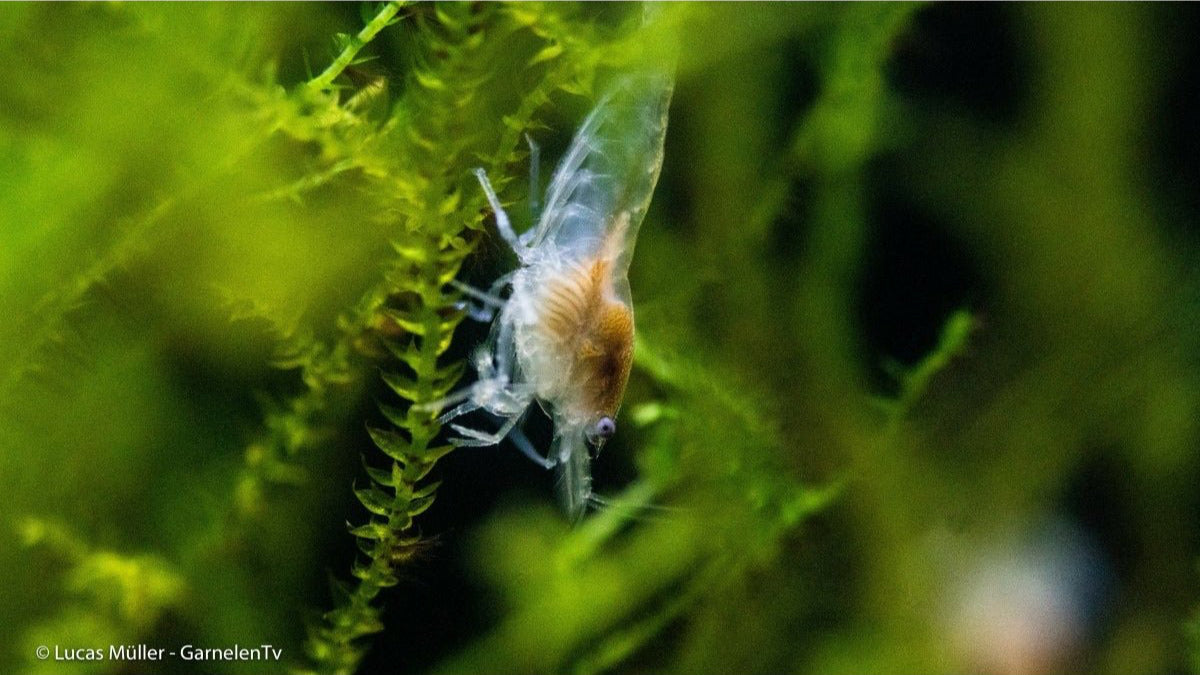 Nahaufnahme der weißen Eier der White Pearl Garnele