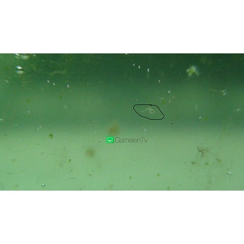 Workshop - Amanogarnelen Zucht - GarnelenTv-Shop

Workshop zur Amanogarnelen Zucht – Tipps und Tricks

