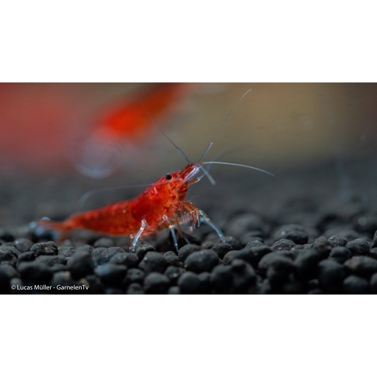 WORKSHOP Grundlagen Zwerggarnelen - GarnelenTv-Shop

Workshop Grundlagen Zwerggarnelen – Haltung und Pflege erklärt

