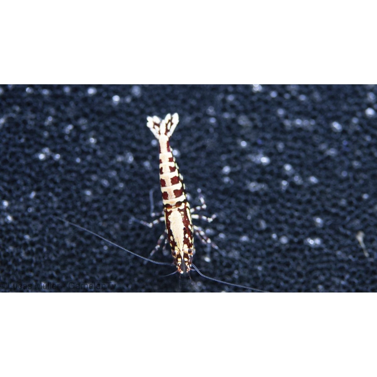 WORKSHOP über caridina Arten - GarnelenTv-Shop

Workshop über Caridina Arten – Garnelenhaltung und Pflege erklärt

