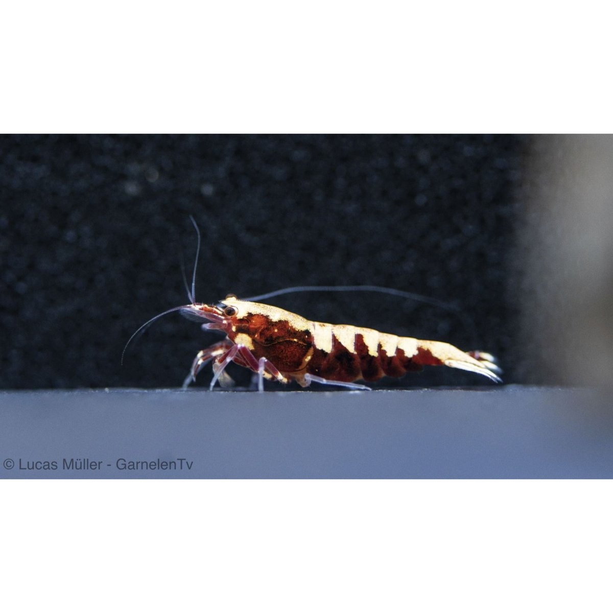 WORKSHOP über caridina Arten - GarnelenTv-Shop

Workshop über Caridina Arten – Garnelenhaltung und Pflege erklärt

