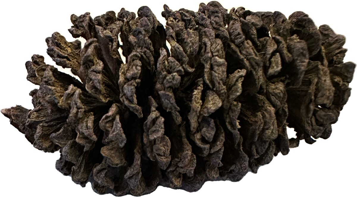 XL Erlenzapfen | Optimal für Wirbellose - 20 Stück - GarnelenTv-Shop

XL Erlenzapfen für Aquarien – 20 Stück für gesunde Wirbellose

