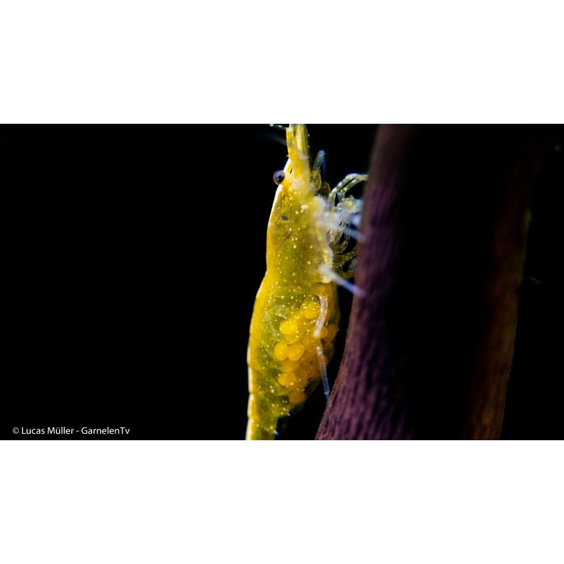 Yellow Fire Garnele - Gelbe Garnele - Neocaridina davidi 