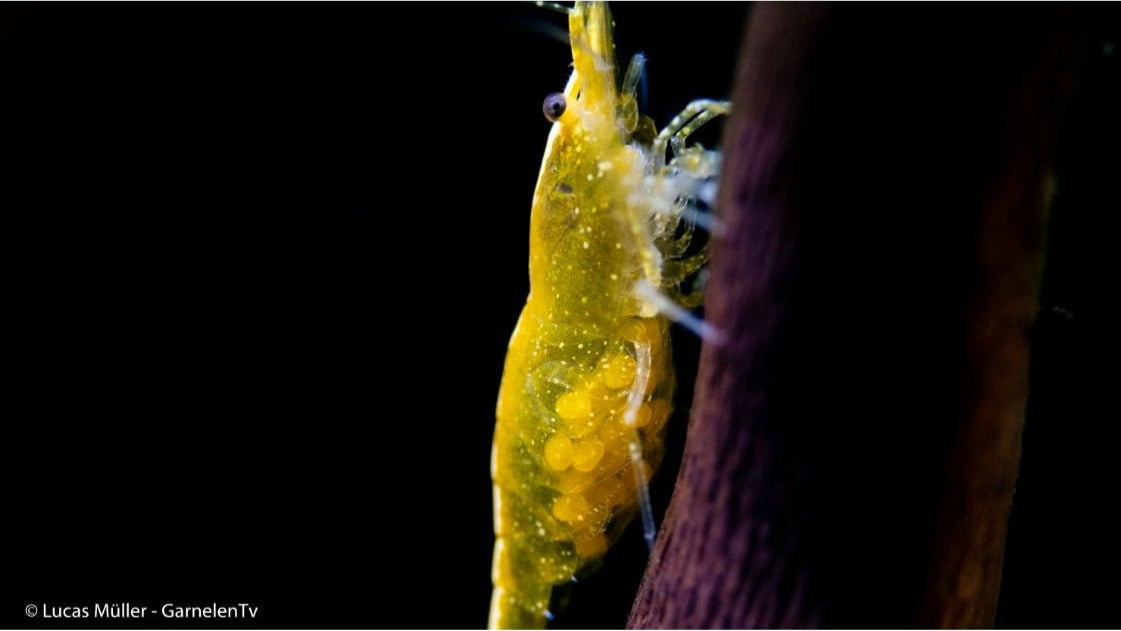Kräftige gelbe Yellow Fire Garnele schwimmt im Wasser
