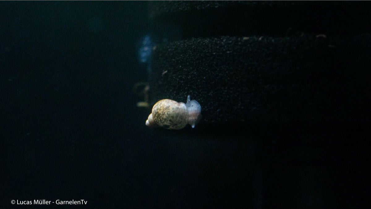 Yoda Schnecke (Eiförmige Schlammschnecke) - Radix balthica - GarnelenTv-Shop

Yoda Schnecke im Aquarium auf Pflanzen

