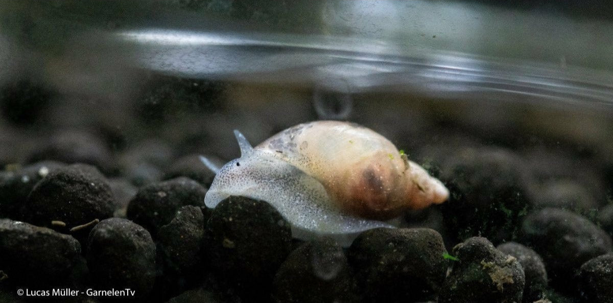 Yoda Schnecke (Eiförmige Schlammschnecke) - Radix balthica - GarnelenTv-Shop

Yoda Schnecke im Aquarium auf Pflanzen

