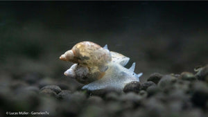 Yoda Schnecke auf Kies im Aquarienboden