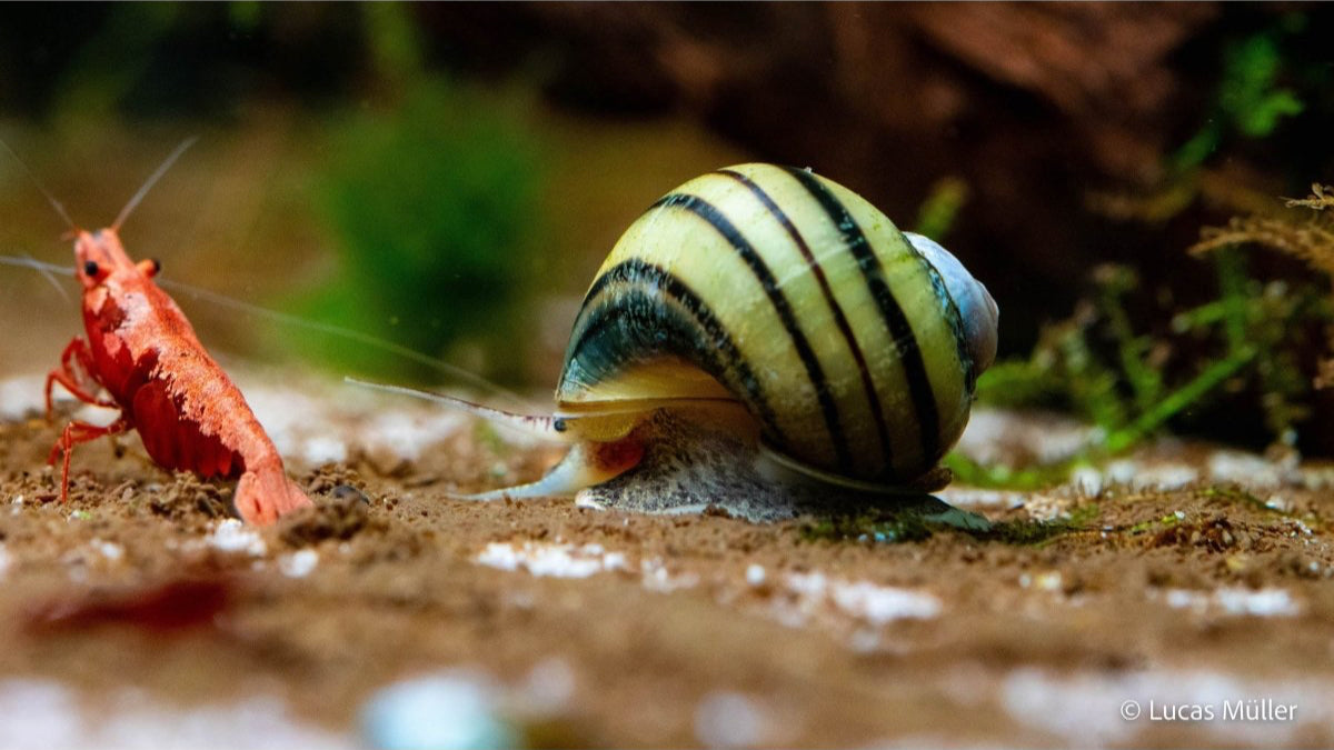 Zebra Apfelschnecke - Asolene spixi - GarnelenTv-Shop