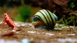 Zebra Apfelschnecke - Asolene spixi - GarnelenTv-Shop