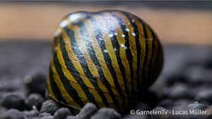 Vittina turrita frisst Algen im Aquarium
