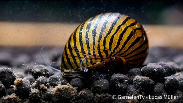 Zebra Rennschnecken - Zebra Rennschnecke - Vittina turrita - GarnelenTv-Shop

Zebra Rennschnecke mit gelb-schwarzem Gehäuse


