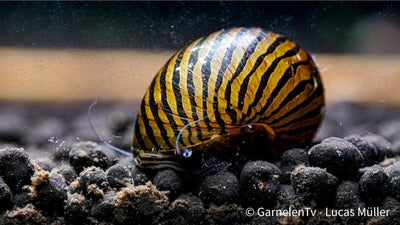 Zebra Rennschnecke - Vittina turrita
