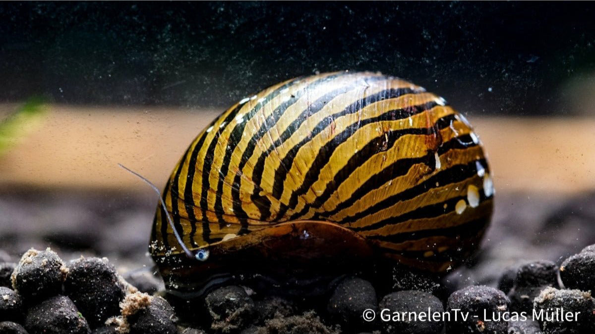 Zebra Schnecke mit Zwerggarnelen im Becken