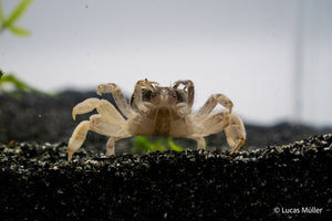 Zwergghost Unterwasserkrabbe - Potamocypoda pugil - GarnelenTv-Shop