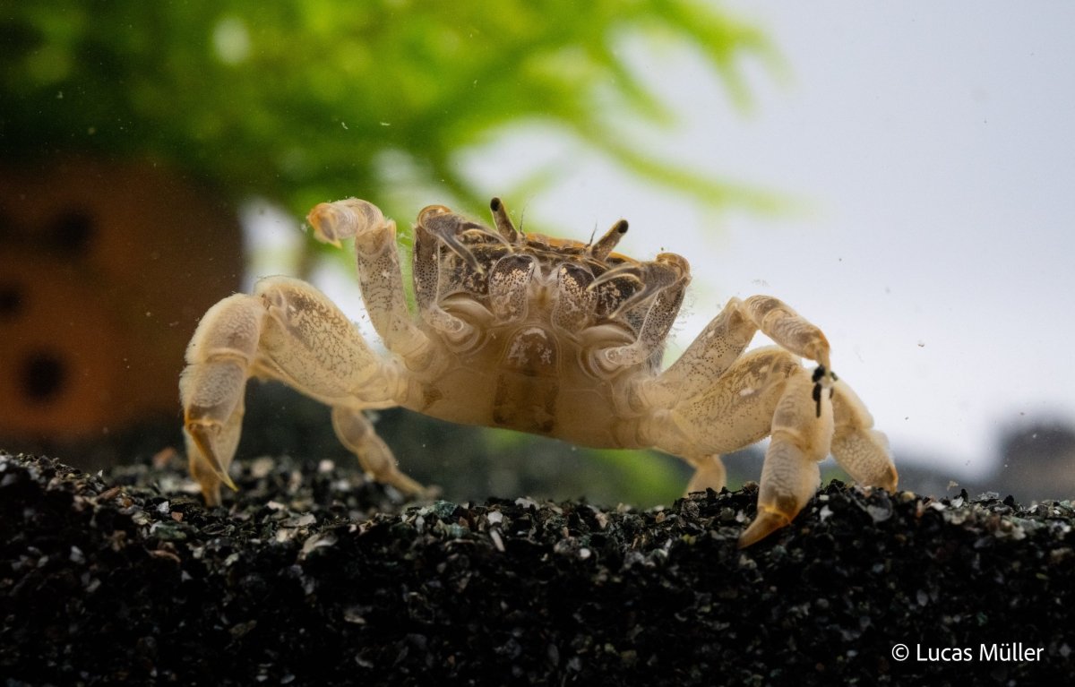 Zwergghost Unterwasserkrabbe - Potamocypoda pugil - GarnelenTv-Shop