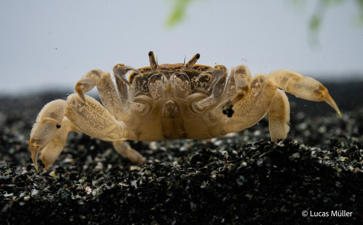 Zwergghost Unterwasserkrabbe - Potamocypoda pugil - GarnelenTv-Shop