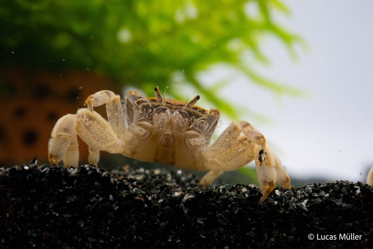Zwergghost Unterwasserkrabbe - Potamocypoda pugil - GarnelenTv-Shop