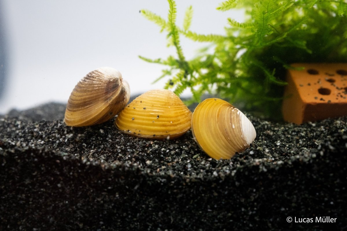 Zwergghost Unterwasserkrabbe - Potamocypoda pugil - GarnelenTv-Shop